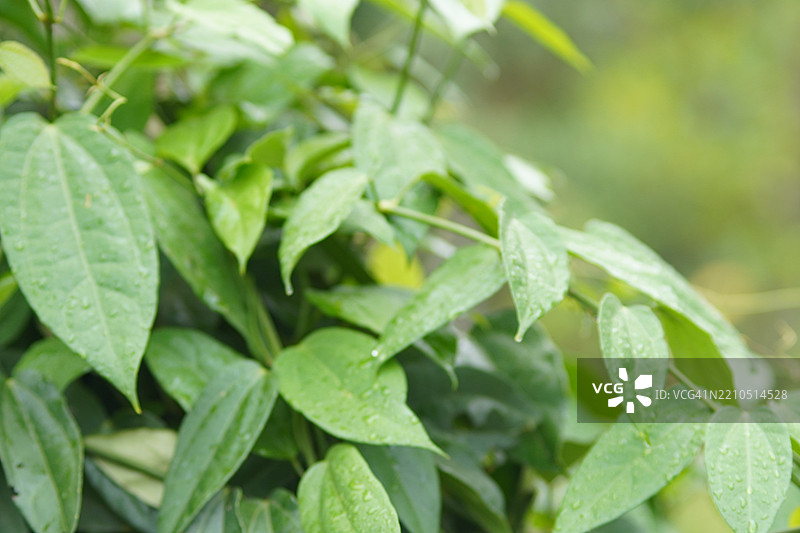 紫花泰国草药月桂钟藤，蓝色喇叭藤，月桂叶吞拿比亚，吞拿比亚·劳里佛利亚·林德尔。图片素材