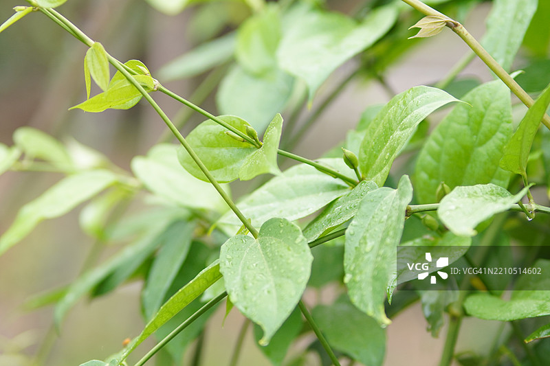 紫花泰国草药月桂钟藤，蓝色喇叭藤，月桂叶吞拿比亚，吞拿比亚·劳里佛利亚·林德尔。图片素材