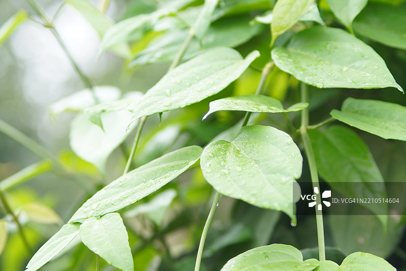 紫花泰国香草月桂钟藤，蓝色喇叭藤，月桂叶吞拿藤，吞拿藤（Thunbergia laurifolia Lindl.）。图片素材