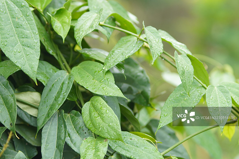 紫花泰国草药月桂钟藤，蓝色喇叭藤，月桂叶吞拿比亚，吞拿比亚·劳里佛利亚·林德尔。图片素材