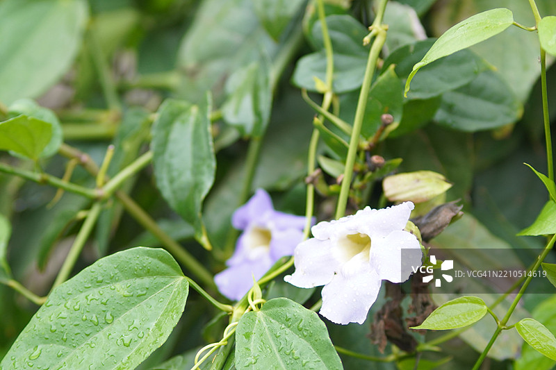 紫花泰国香草月桂钟藤，蓝色喇叭藤，月桂叶紫葳，林德尔紫葳。图片素材