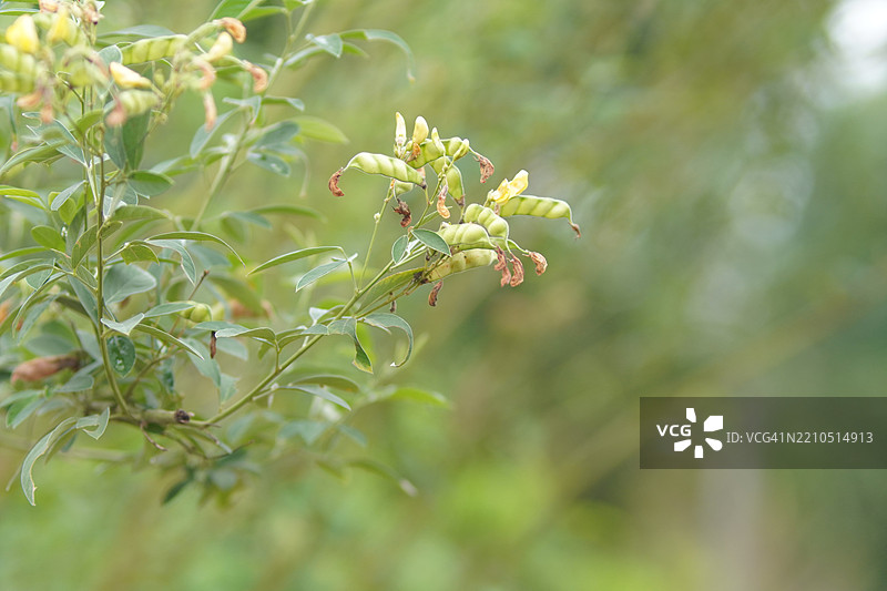 Cajanus canja L Millsp，常见名称为鸽豆，属于豆科，或称为Kadios。豆荚扁平。当年轻的豆荚呈绿色时，老豆荚上的红色条纹会变成棕黑色，植物在自然背景中盛开。图片素材
