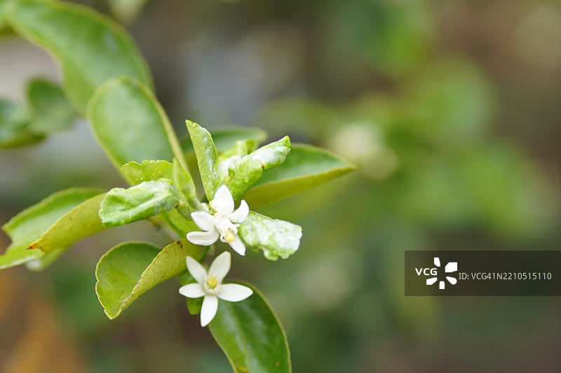 模糊自然背景中的白色花朵和树上的柠檬，酸味水果青柠的绿色植物图片素材
