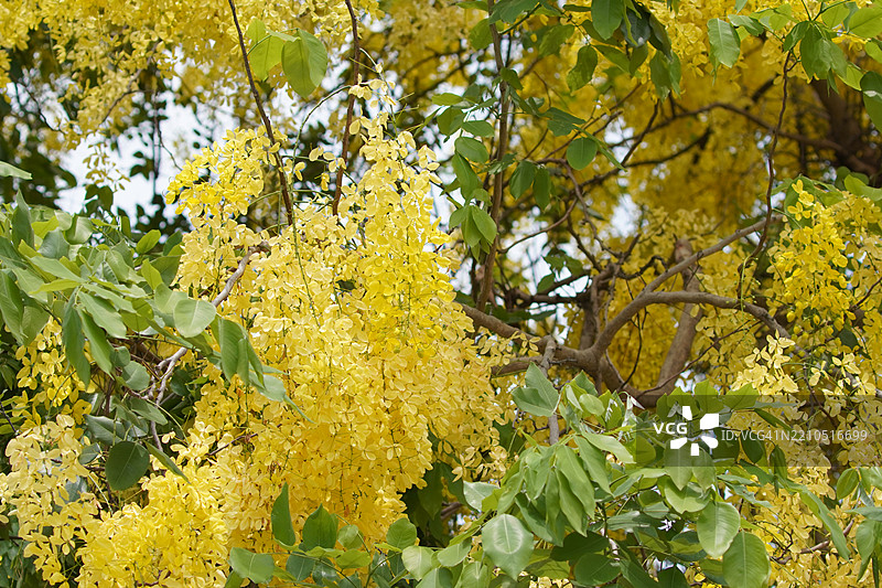 金链花，金雨树，黄色花朵盛开，花园中美丽的花束，背景模糊的自然景色图片素材