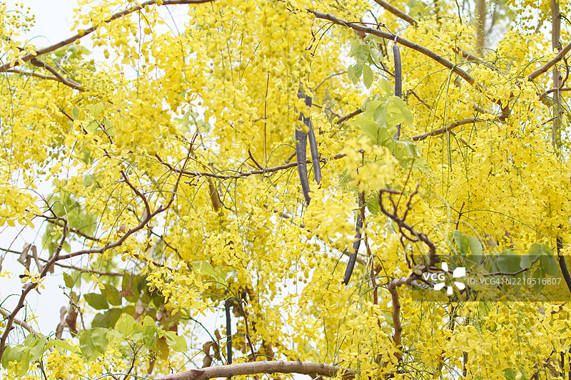 金链花，金雨树，黄色花朵盛开，花园中美丽的花束，背景模糊的自然景色图片素材