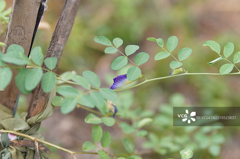 蓝色蝶豆花（Clitoria ternatea L.）在绿色模糊自然背景下的柔焦效果，盛开的藤本植物，生长在亚洲热带地区，单朵蓝色蝶豆花。图片素材