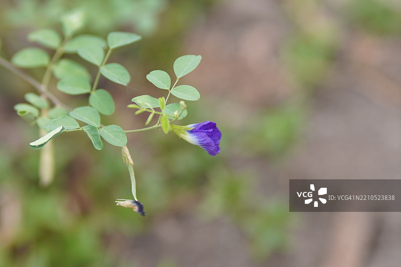 蓝色蝶豆花（Clitoria ternatea L.）在绿色模糊自然背景下的柔焦效果，盛开的藤本植物，生长在亚洲热带地区，单朵蓝色蝶豆花。图片素材