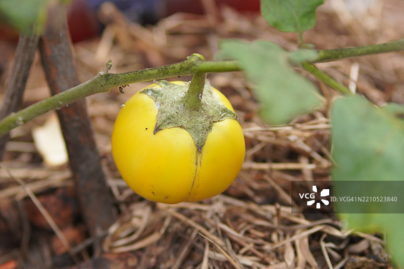 茄子蔬菜图片素材