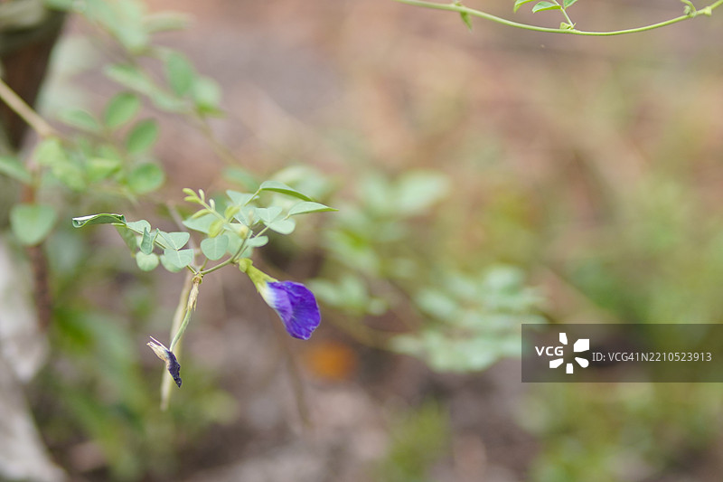 蓝色蝶豆花（Clitoria ternatea L.）在绿色模糊自然背景中柔焦，盛开的藤本植物在花园中绽放，生长于亚洲热带地区，单朵蓝色蝶豆花。图片素材