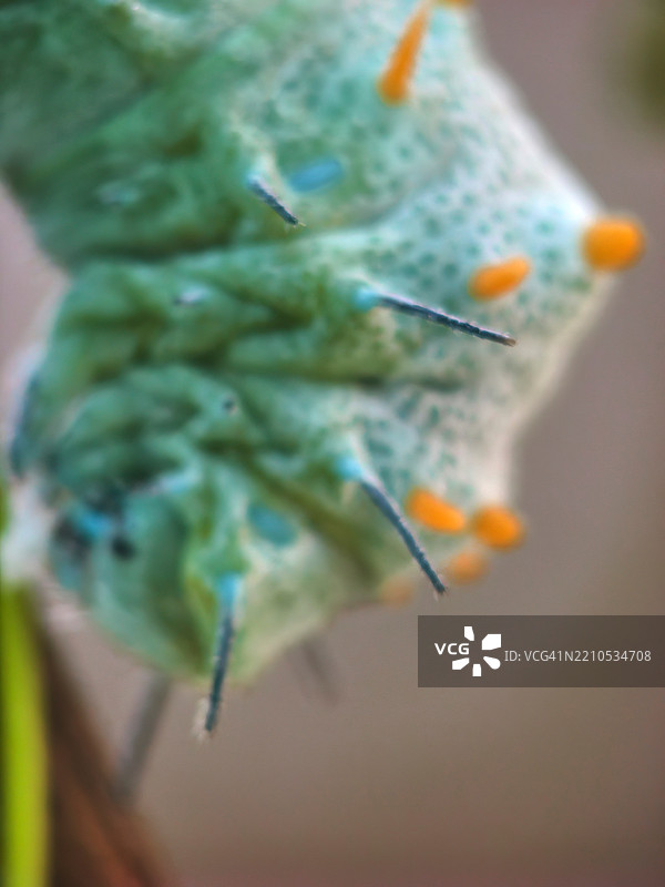 毛毛虫头部的宏观侧视图。图片素材