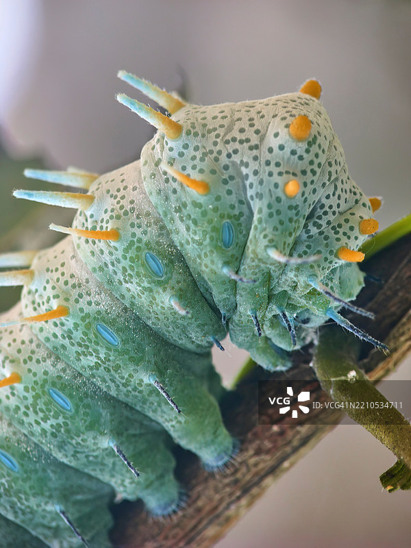 毛毛虫头部的宏观侧视图。图片素材