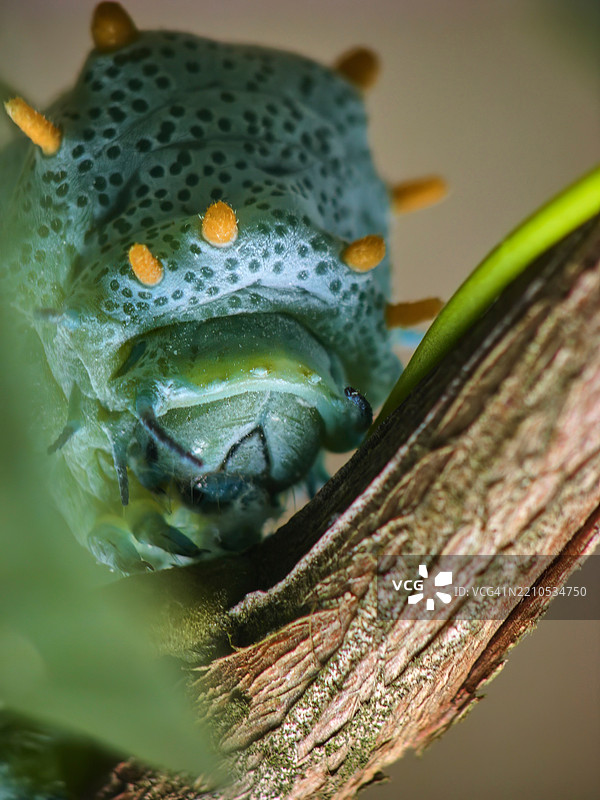 毛虫头部的特写，带有橙色刺。图片素材