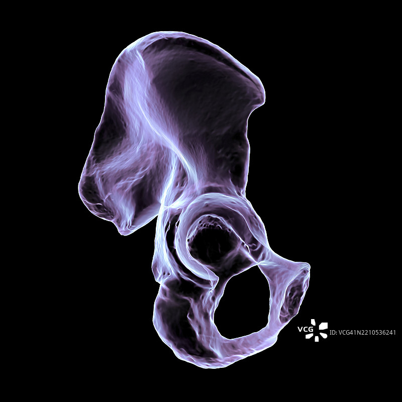 髋骨解剖图，插图图片素材