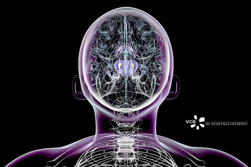 帕金森病中萎缩的黑质插图图片素材