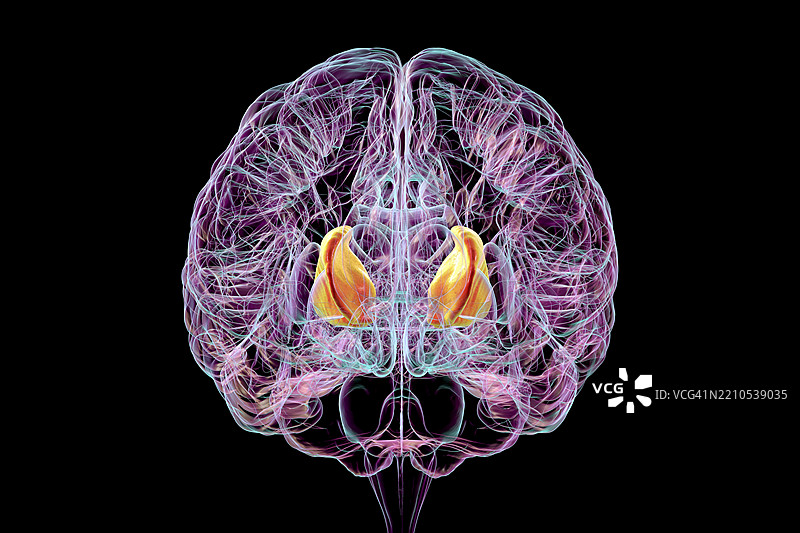 人脑内部囊的插图图片素材