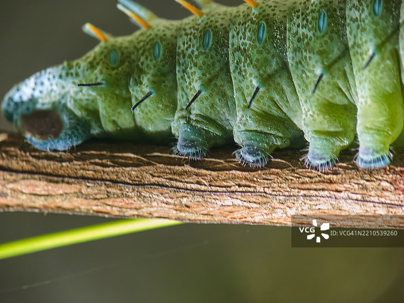 一只绿色毛虫身体的特写。图片素材