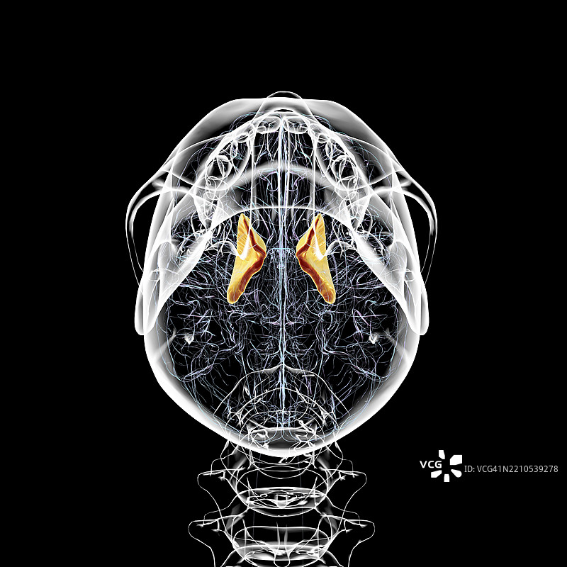人脑内部囊的插图图片素材