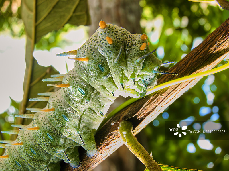 一只大型绿色毛虫栖息在植物的小茎上。图片素材