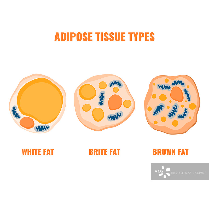 脂肪组织，概念插图图片素材