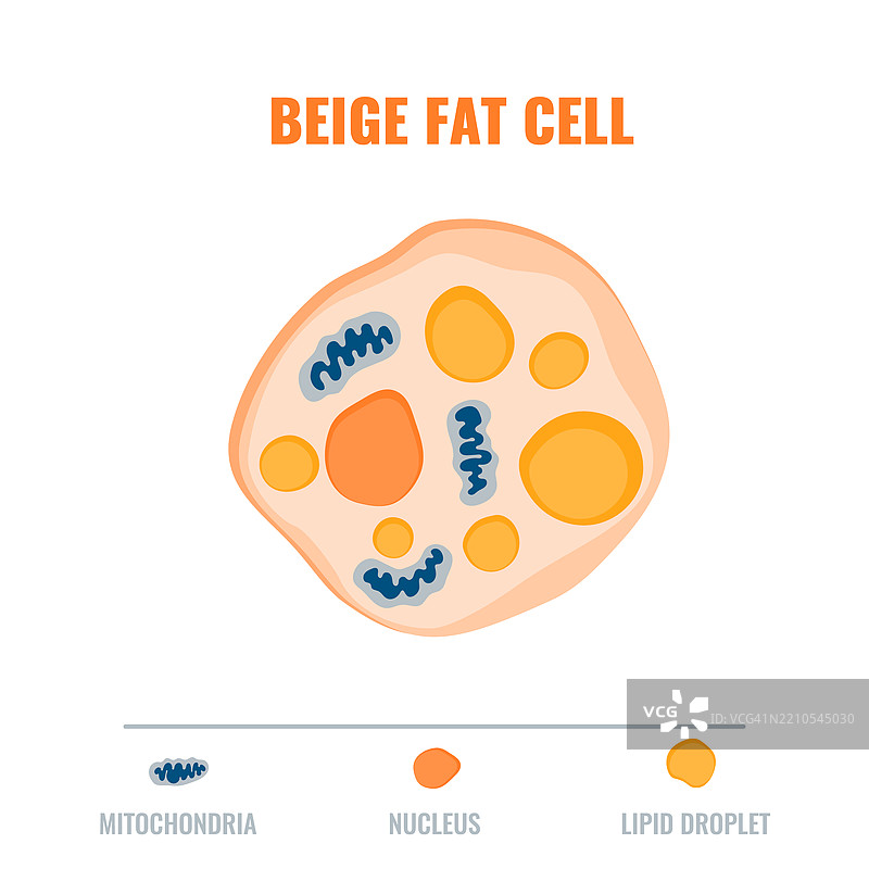 米色脂肪细胞，概念插图图片素材