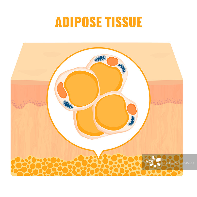 脂肪组织，概念插图图片素材