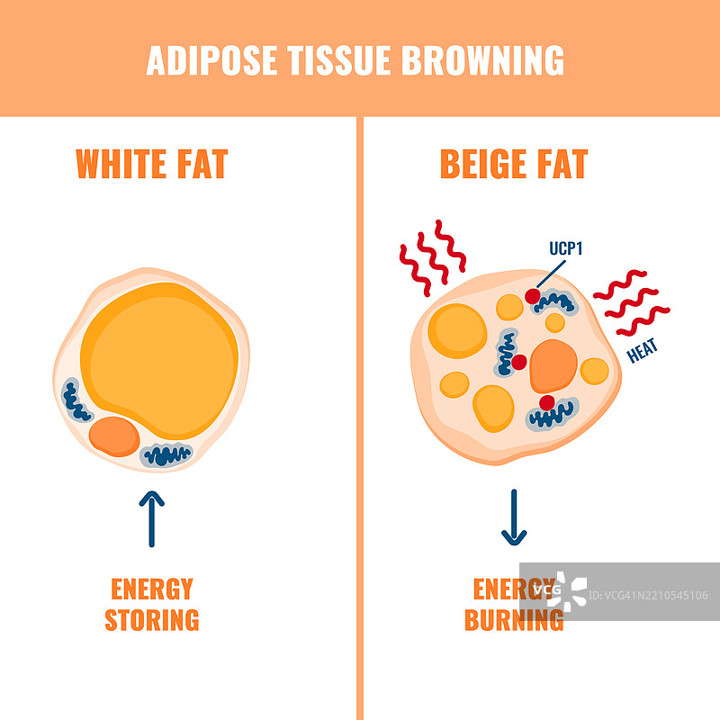 脂肪组织变褐的概念插图图片素材