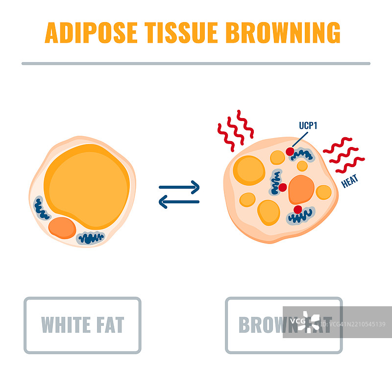 脂肪组织变褐的概念插图图片素材