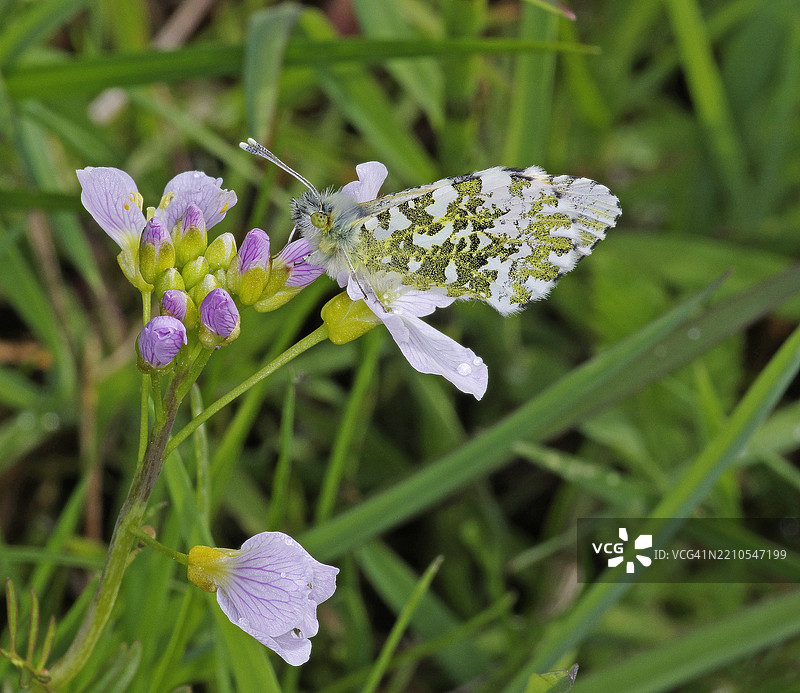 橙尖蝶 [Anthocharis cardamines]图片素材