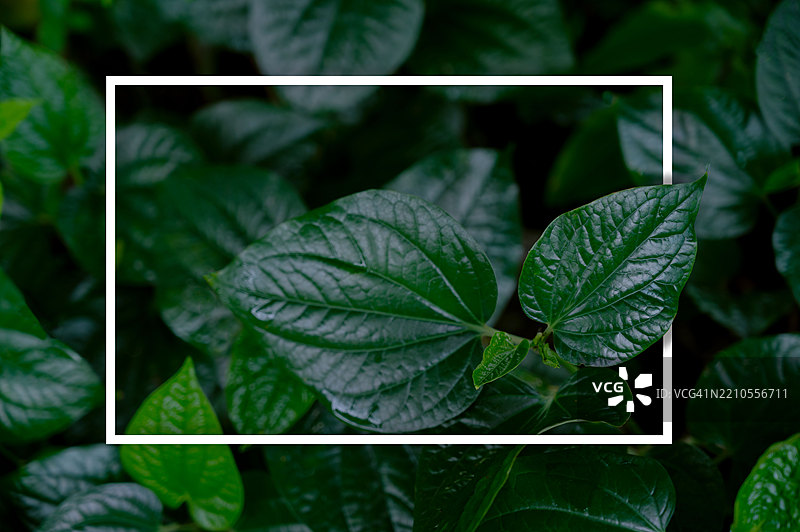 绿色叶子背景上的白色框架，可以书写文本，自然丰盛的绿色叶子纹理背景。图片素材