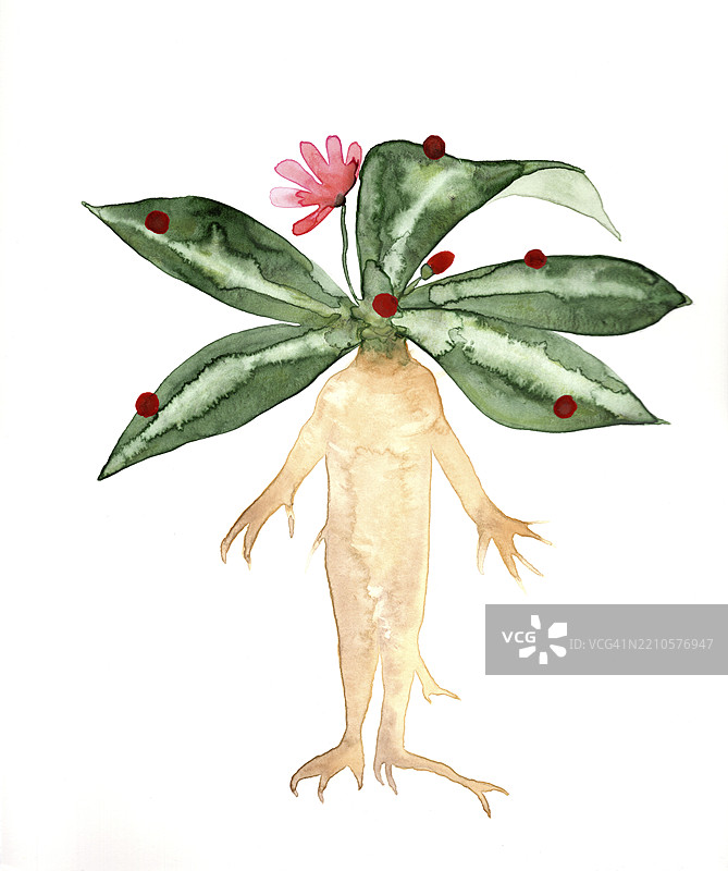 水彩插图，描绘了带有绿色叶子和粉色花朵的曼德拉草（Mandragora officinarum）图片素材