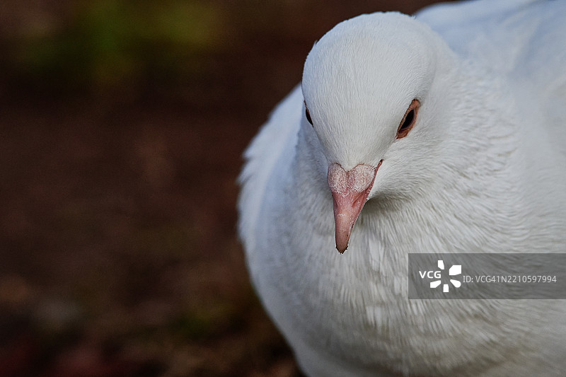 海鸥特写，兰霍恩，宾夕法尼亚州，美国图片素材