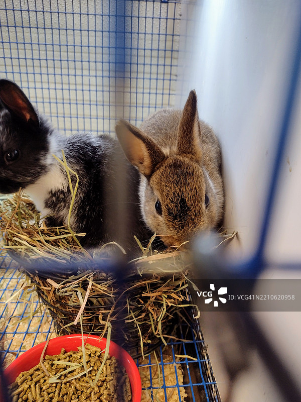 宠物店里的兔子图片素材