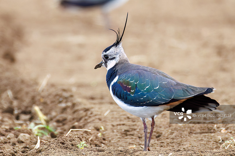 北方燕鸥（Vanellus vanellus，属于鹤鹑科）是稻田的女神，拥有美丽的结构色。神奈川县平塚市的冈崎稻田 - 2025图片素材