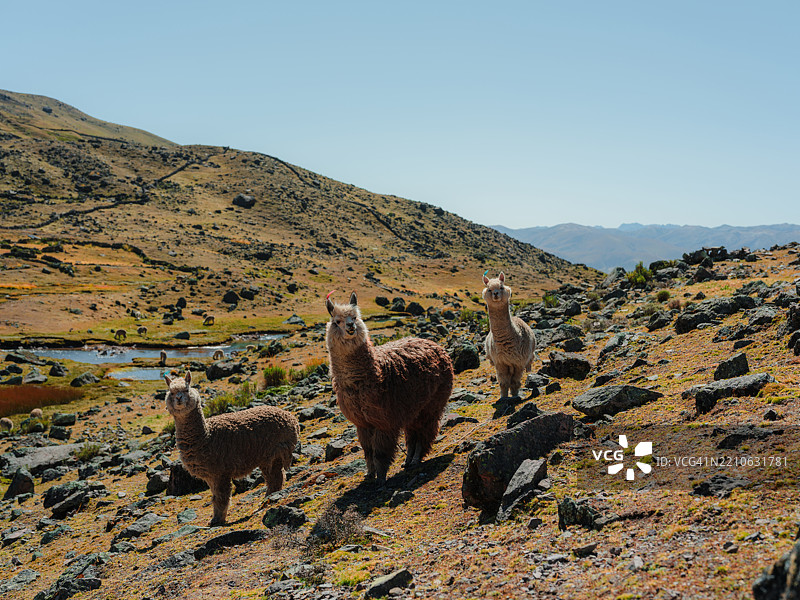 可爱的羊驼在秘鲁安第斯山脉图片素材
