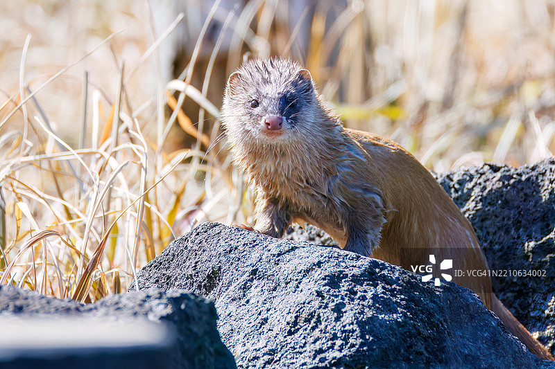 一只可爱的日本鼬鼠（Mustela itatsi，鼬科）。它跳进池塘，抓住了一只日本火腹蝾螈（Cynops pyrrhogaster）。东京，伊豆群岛，八丈岛 - 2025年3月1日。图片素材