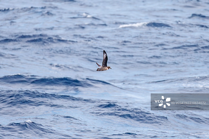 一只美丽的短尾海燕，属于鸻科，在水中飞翔。图片素材