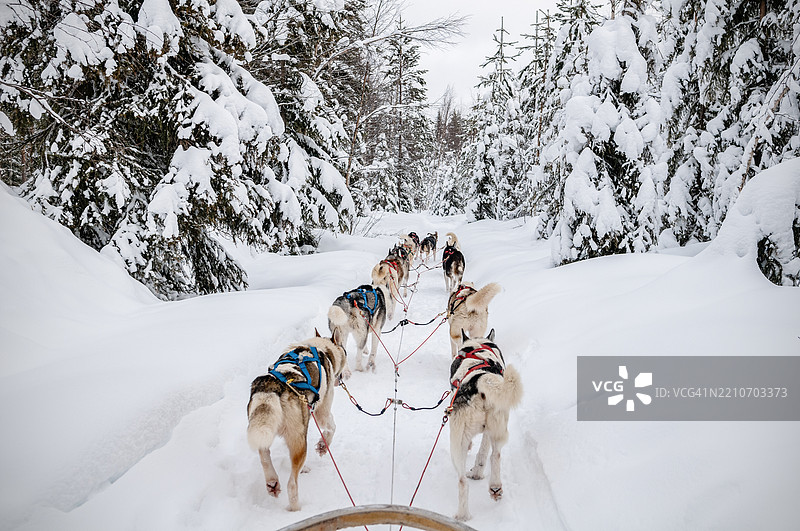 芬兰拉普兰罗瓦涅米附近的哈士奇雪橇图片素材