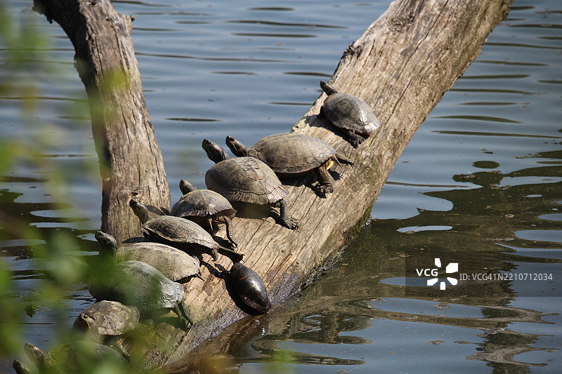 红耳龟和彩绘龟在一根木头上保持平衡图片素材