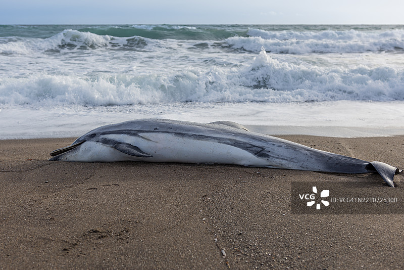 常见海豚，学名Delphinus delphis，冲上海滩在希腊。图片素材