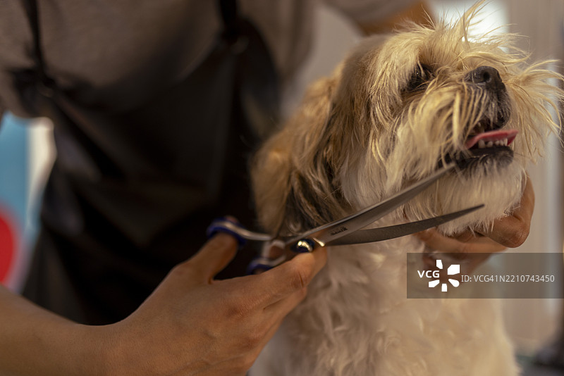 可爱的西施犬在宠物美容店接受美容护理图片素材