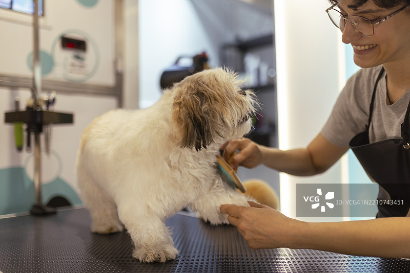 一只快乐的西施犬耐心地坐着，等待女美容师为它梳理毛发。图片素材