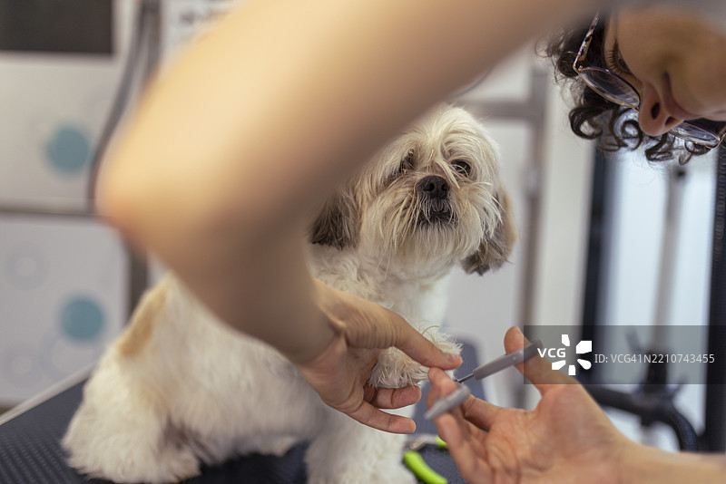 可爱的小西施犬坐在宠物美容店的桌子上，女人正在给它剪指甲。它很平静，感到安全。图片素材