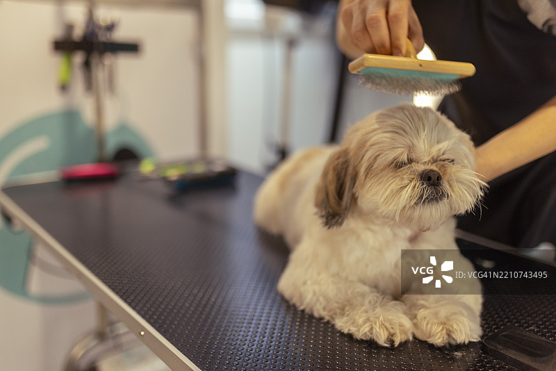 专注的宠物美容师在宠物美容院照顾一只西施犬。用梳子和修剪器梳理狗的毛发，精心照料宠物的毛发。图片素材
