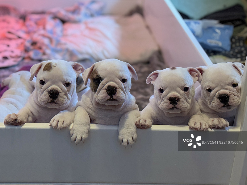 坐在沙发上的小狗肖像，科特卡，基门拉赫索，芬兰图片素材