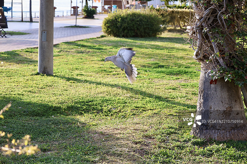 海鸥在田野上空飞翔的特写镜头图片素材