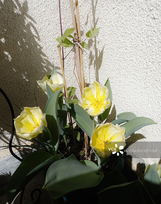 保加利亚索非亚市省的黄色开花植物特写图片素材