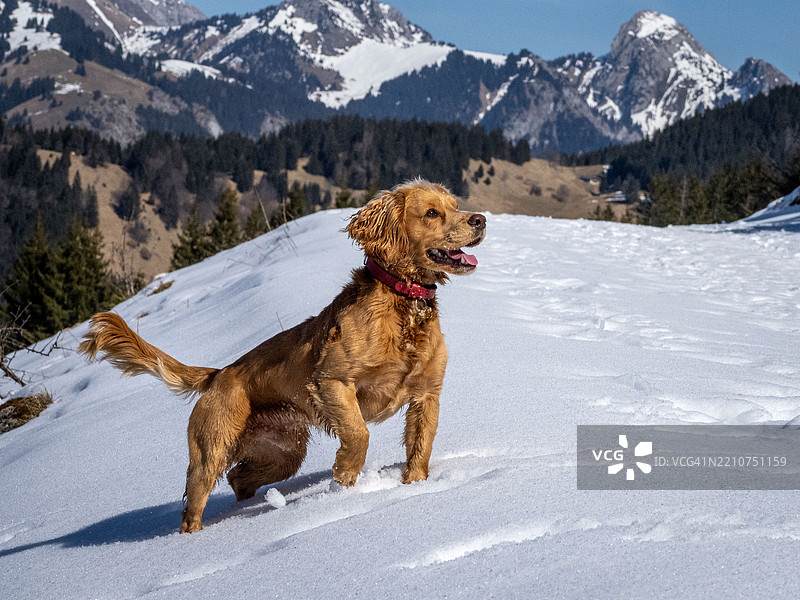 侧面视角的可卡犬在雪地上奔跑图片素材