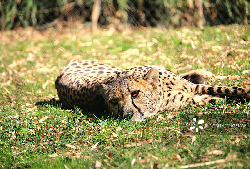 非洲猎豹在田野上放松的特写，华盛顿，哥伦比亚特区，美国图片素材