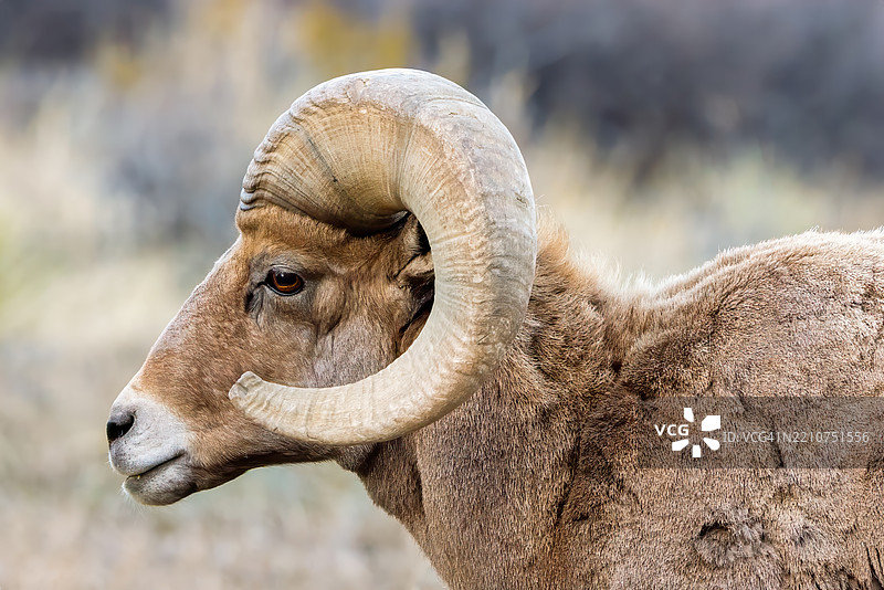 科罗拉多州科罗拉多斯普林斯的水牛特写图片素材