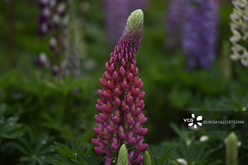 田野上粉色开花植物的特写图片素材